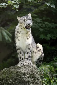 Snow leopard (Uncia uncia), adult
