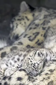 Snow Leopard, Uncia uncia, Captive