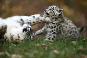 Snow leopard (Uncia uncia), cubs
