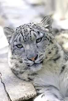 Snow Leopards, Darjeeling, India