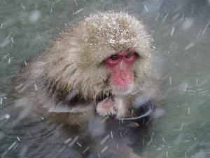 A snow monkey, Japan macaque, japanese macaque (Macaca fuscata)