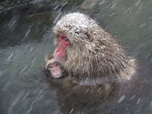 A snow monkey, Japan macaque, japanese macaque (Macaca fuscata)