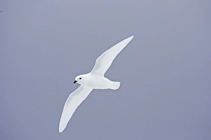 Snow Petrel (Pagodroma nivea), adult