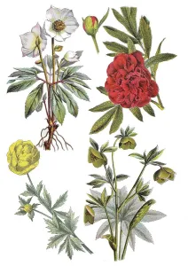 Snow Rose, Christmas Rose, Helleborus niger (top left)