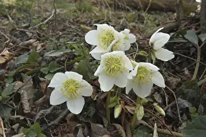 Snow rose (Helleborus niger) also known as Christmas rose