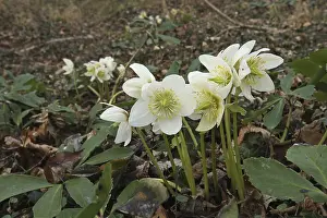 Snow rose (Helleborus niger) also known as Christmas rose