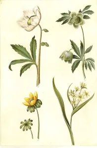 Snow rose, usually called Christ rose or Black hellebore (Helleborus) niger