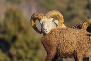 Two snow sheep (Ovis nivicola)