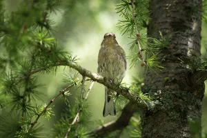 Snow sparrow (Montifringilla nivalis)