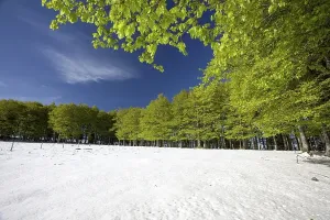 Snow in a spring forest, Mt Kandel