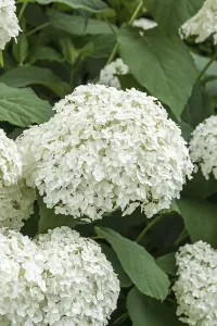 Framed Print : Snowball hydrangea (Hydrangea arborescens STRONG ANNABELLE)