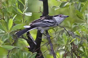 Snowball Shrike, songbirds, animals