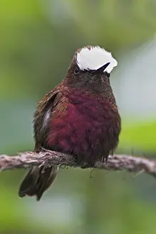 Snowcap (Microchera albocoronata)