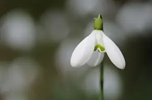 Snowdrop (Galanthus nivalis)