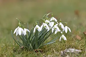 Snowdrop (Galanthus nivalis), group with several flowers
