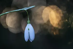 Snowdrop (Galanthus nivalis Magnet)