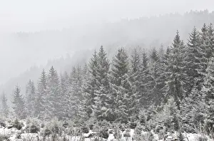 Snowfall in coniferous forest, Harz mountains