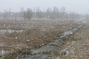 Snowfall over the moor in spring