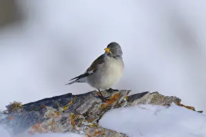 Snowfinch (Montifringilla nivalis)