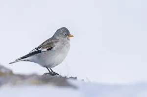 Snowfinch (Montifringilla nivalis)