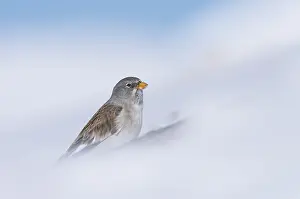 Snowfinch (Montifringilla nivalis)