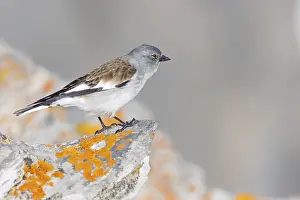 Snowfinch (Montifringilla nivalis)