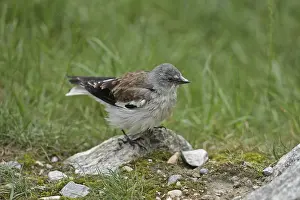 Snowfinch (Montifringilla nivalis)