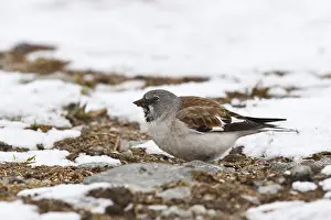 Snowfinch (Montifringilla nivalis) male