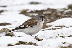 Snowfinch (Montifringilla nivalis) male