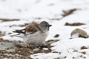 Snowfinch (Montifringilla nivalis) male