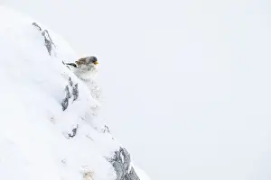 Snowfinch (Montifringilla nivalis) in winter
