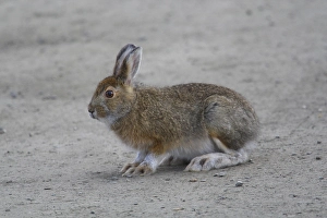 Snowshoe hare (Lepus americanus)