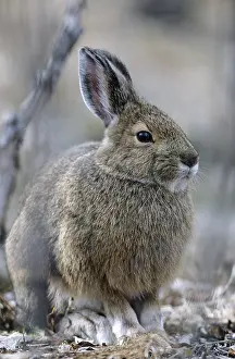 Snowshoe Hare (Lepus americanus) resting under a willow tree (Varying Hare) (Snowshoe Rabbit)