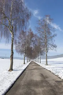 A snowy avenue flanked by tall birch trees stretching under a blue sky