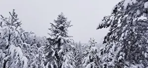 Snowy coniferous forest under a cloudy winter sky