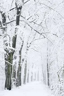 Snowy deciduous trees and forest trail in winter