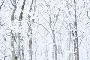 Snowy deciduous trees in winter