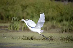 The snowy egret (Egretta thula)