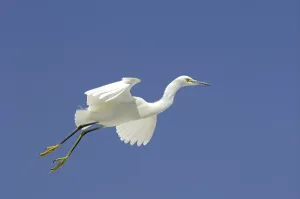 Snowy Egret (Egretta thula), adult