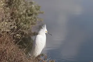 Snowy Egret, Egretta thula, bird forages in a marsh in Huntington Beach