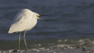 Snowy Egret on Sanibel Island, Florida