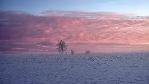 A snowy field under a pink sky at sunset