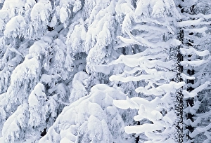Snowy fir branches