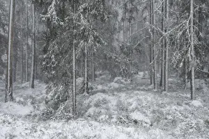 Snowy fir forest, Korpo or Korppo