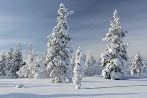 Snowy fir forest, Saariselkae, Finland, Europe