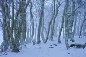 A snowy and foggy forest that creates a mystical and cool atmosphere