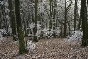 Snowy forest with bare trees and an atmosphere of peace and melancholy