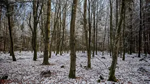 Snowy forest with bare trees, radiates peace and winter magic