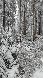 Snowy forest with densely overgrown firs and a quiet atmosphere