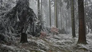 Snowy forest in fog with thick trees and quiet atmosphere